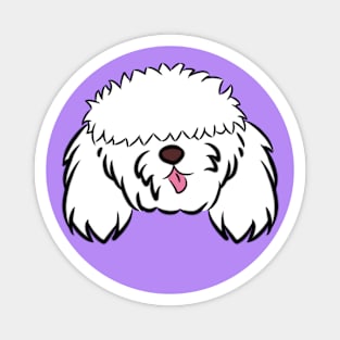 Bichon Frise Magnet